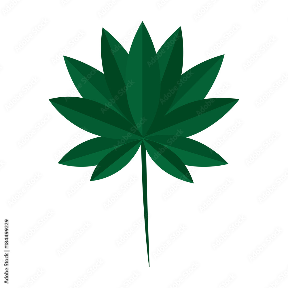 tropical leaf plant natural wild botanical vector illustration tropical leaf plant natural wild botanical vector illustration