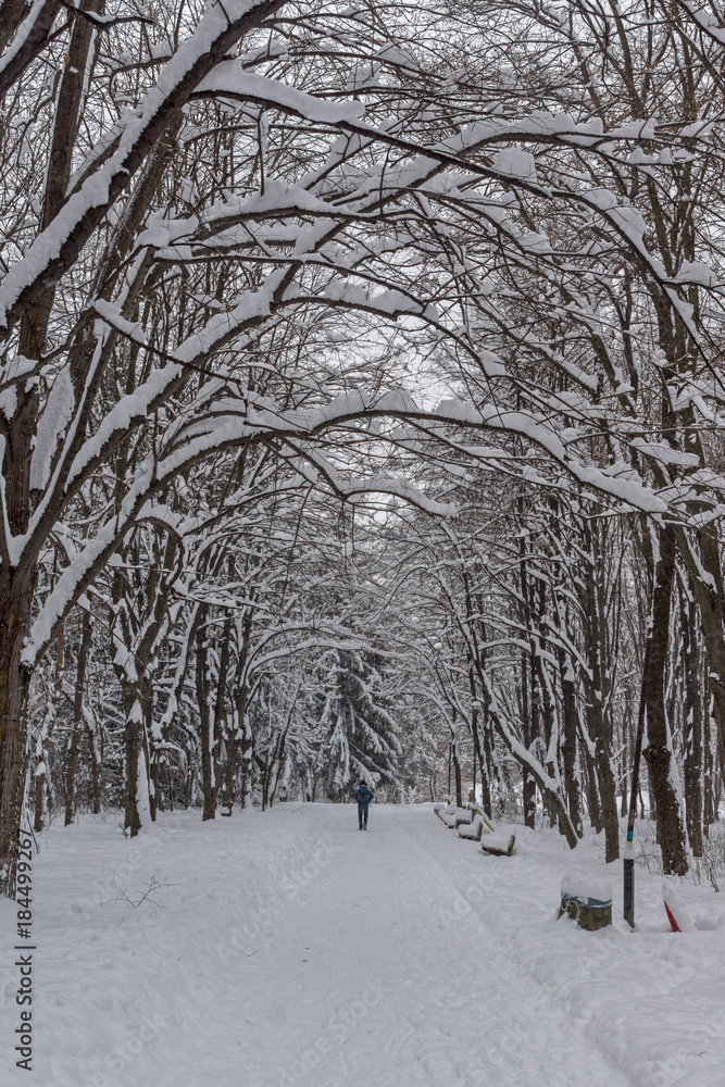 Winter Landscape with snow covered trees in South Park in city of Sofia, Bulgaria
Winter Landscape with snow covered trees in South Park in city of Sofia, Bulgaria