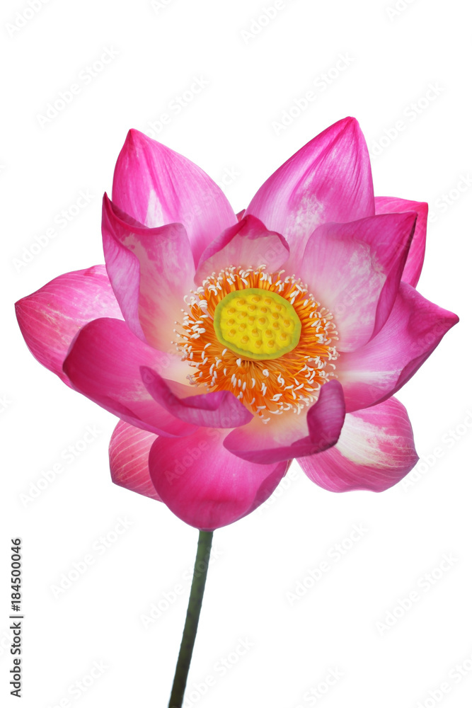blooming lotus flower isolated on white background. blooming lotus flower isolated on white background.