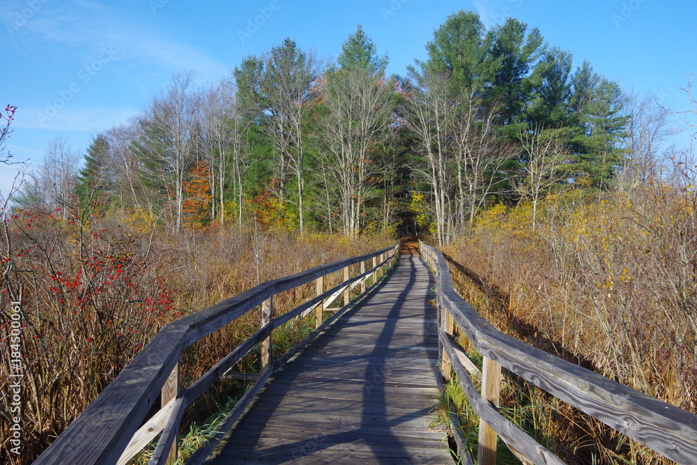 nature walkway bridge to forest