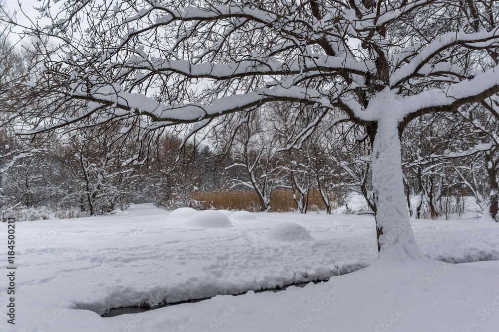 Winter Landscape with snow covered trees in South Park in city of Sofia, Bulgaria
Winter Landscape with snow covered trees in South Park in city of Sofia, Bulgaria