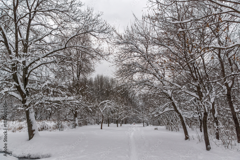 Winter Landscape with snow covered trees in South Park in city of Sofia, Bulgaria
Winter Landscape with snow covered trees in South Park in city of Sofia, Bulgaria