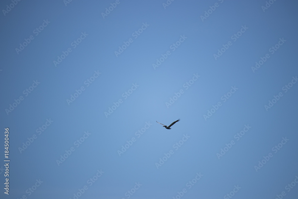 Fototapeta premium Flying pelican