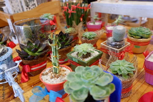 Beautiful bonsai cactus  tiny plants on displays