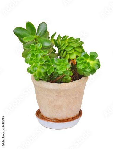 Succulent plant sempervivum and Crassula