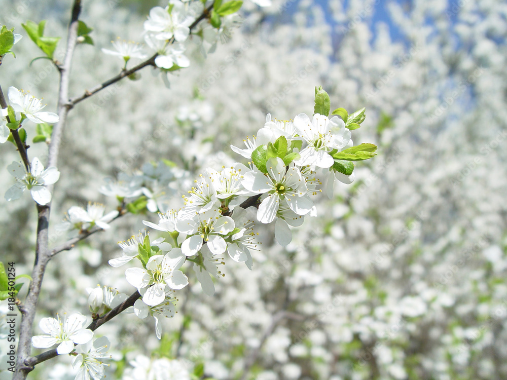Background with thousands of white flowers