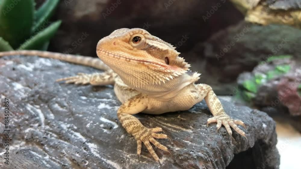4K HD Video of one baby Bearded Dragon lizards on a rock. This species is very popularly kept as a pet and widely seen in zoos. 4K HD Video of one baby Bearded Dragon lizards on a rock. This species is very popularly kept as a pet and widely seen in zoos.