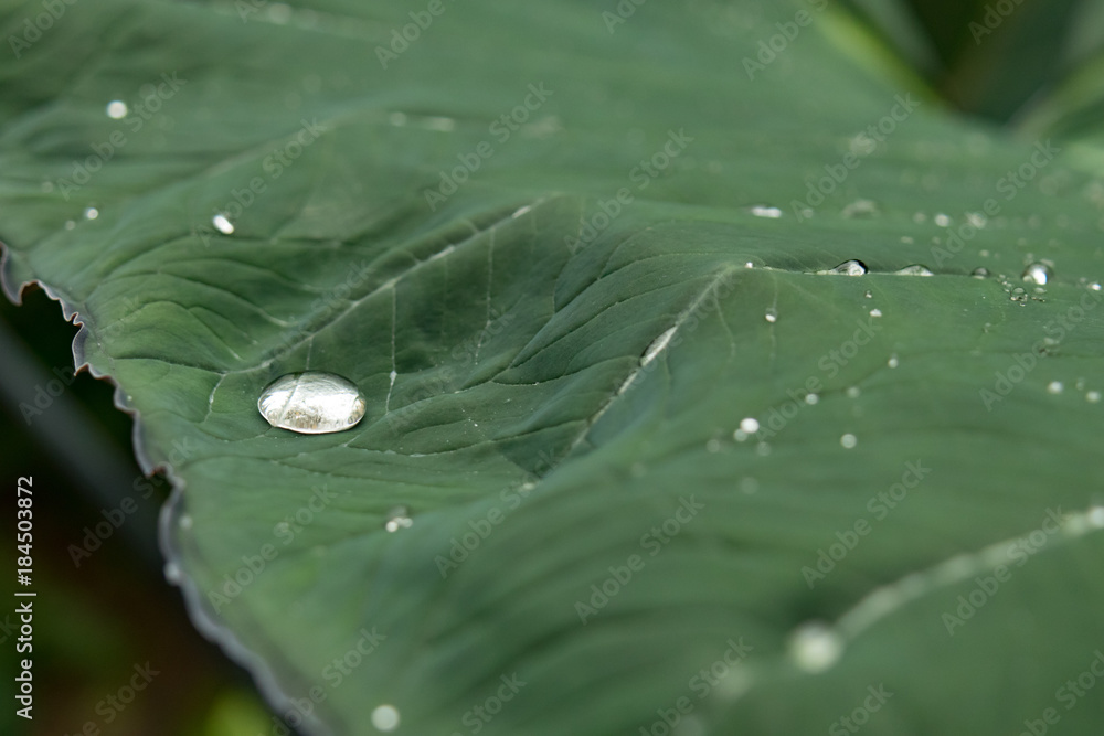 Rain drop close-up on green leaf Rain drop close-up on green leaf