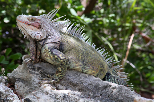 Wild Iguana in the Bahamas
