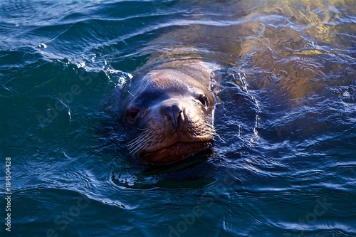 sea lion in the pacific ocean on the Kamchatka Peninsula