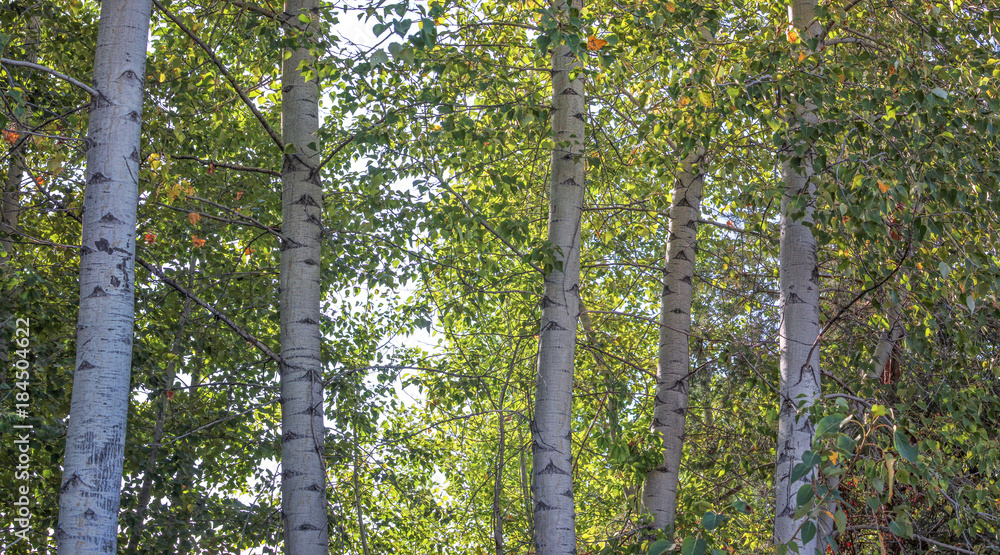 Fototapeta premium a grove of aspen trees