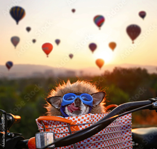 an adorable chihuahua in a bicycle basket at a hot air balloon launch fesival at sunrise licking his nose and wearing a faux fur lined jacket and goggles, toned with a retro vintage instagram filter photo