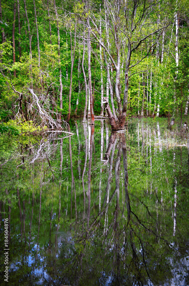 marsh spring forest