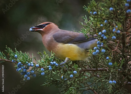 a cedar waxwing eating a blue berry off an evergreen tree in the winter time at twilight photo