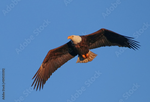 an eagle searching for food