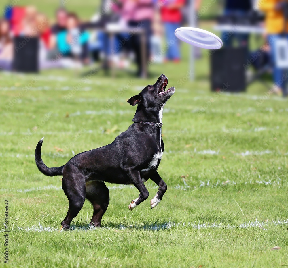 A dog having fun at a public park on a hot summer day A dog having fun at a public park on a hot summer day