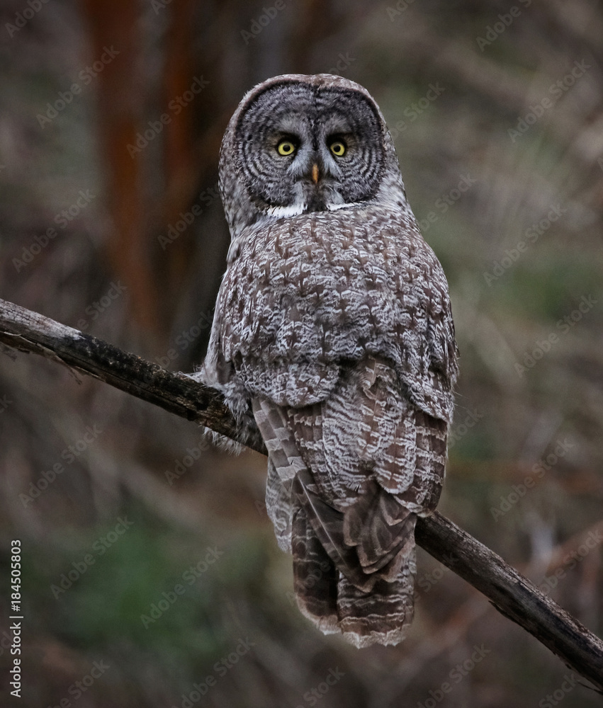 Fototapeta premium a great gray owl hunting in a ravine