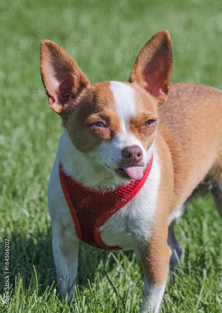 a cute chihuahua in a local park in the green grass with his tongue sticking out