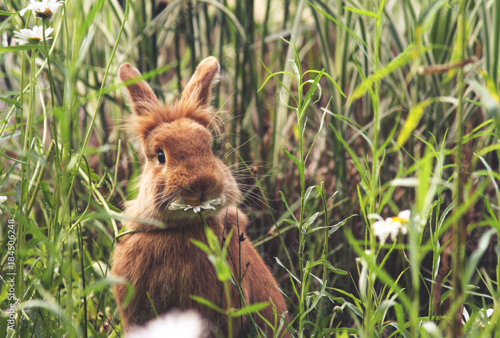 Fototapeta premium a cute rabbit eating a daisy at a local wildlife sanctuary park in a city