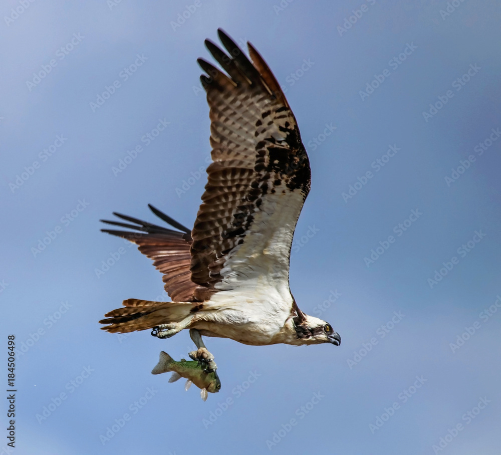 Fototapeta premium a beautiful photo of an osprey