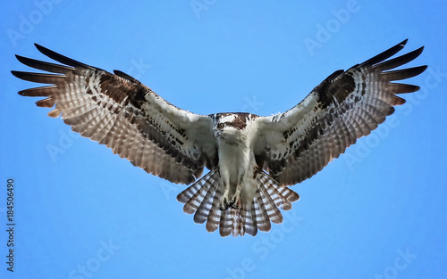 an osprey searching for food while hovering and flying in the sky photo