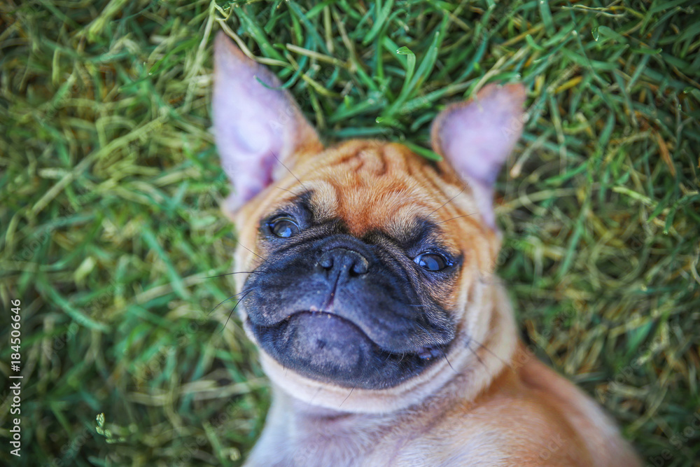  a cute chihuahua pug mix puppy (chug) looking at the camera while lying in the grass during a hot summer day
