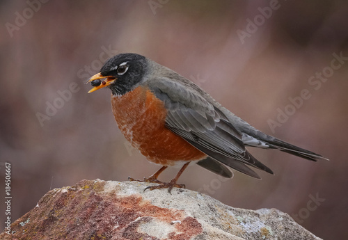 a robin eating a berry in a park