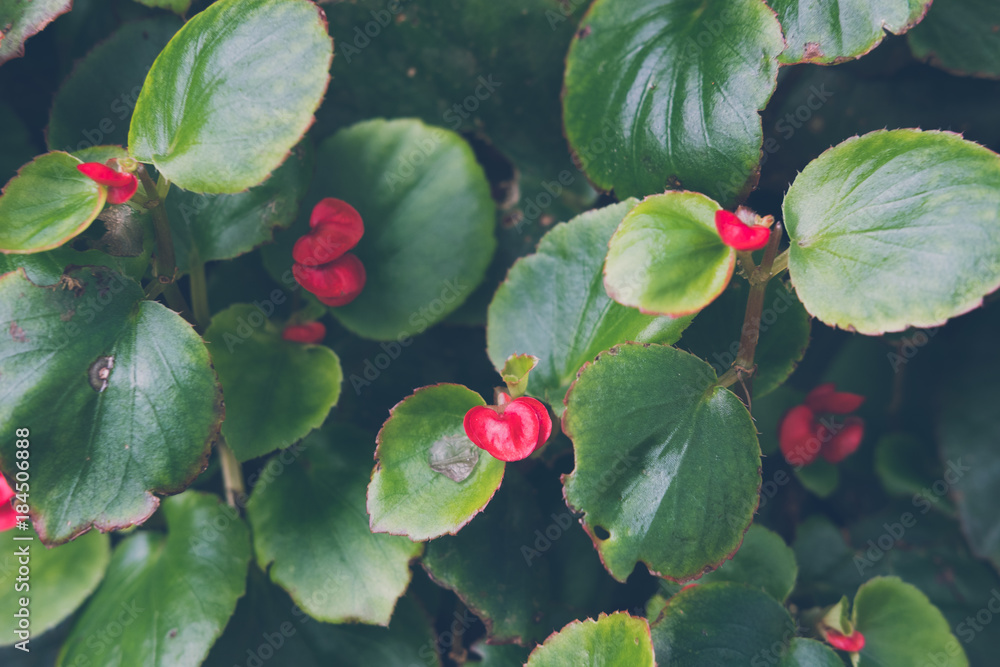begonia flower. red blooming flora in garden. begonia flower. red blooming flora in garden.