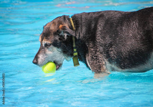  a dog having fun at a local public pool