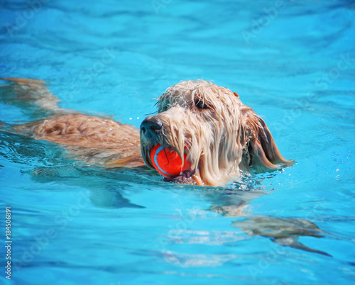  a dog having fun at a local public pool