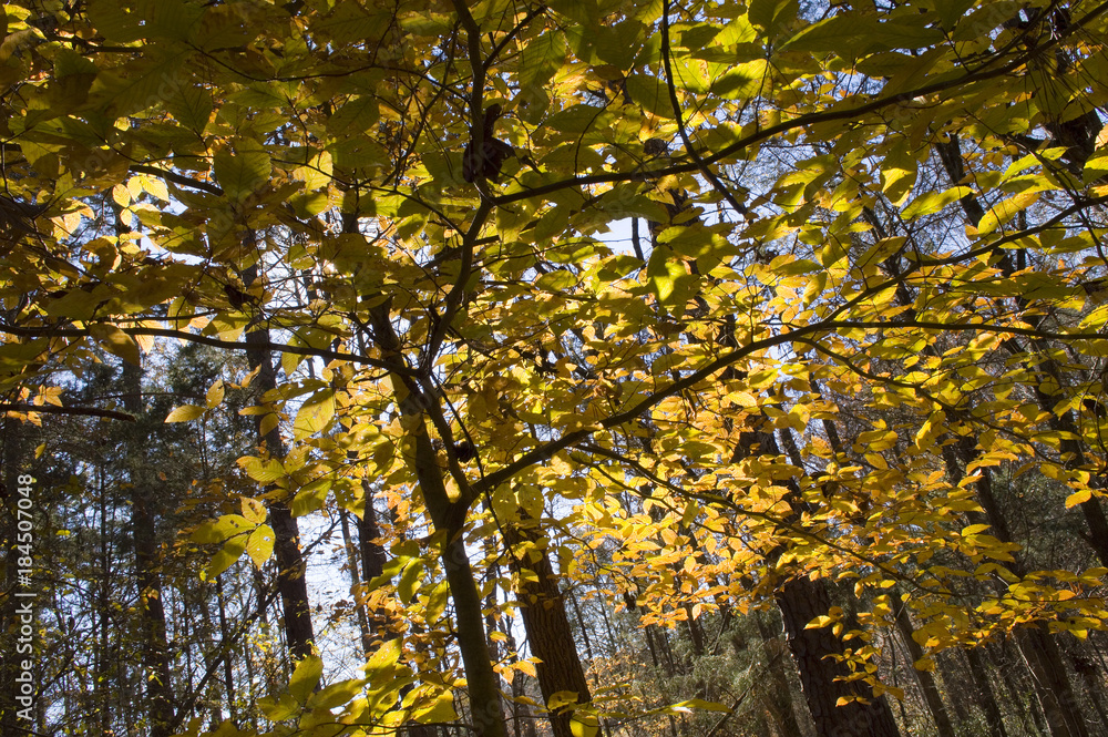 Obraz premium Canopy of yellow autumn leaves