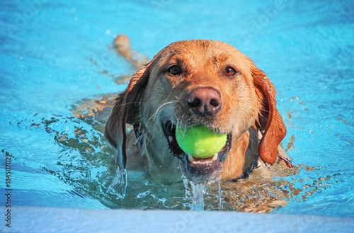 Photography a cute dog swimming in a public pool and having a good time during the summer va