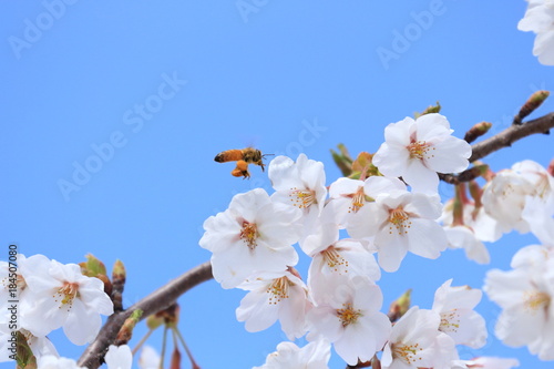 桜とミツバチ 青空バック Cherry blossoms and bee