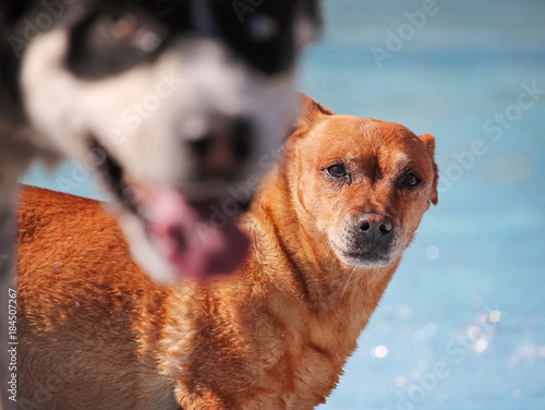 Fototapeta Naklejka Na Ścianę i Meble -  a cute dog swimming in a public pool and having a good time during the summer vacation holiday