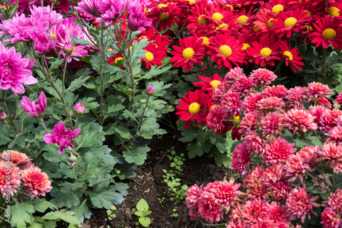 Wallpaper Mural blooming flower in garden. flowerbed in park. Torontodigital.ca