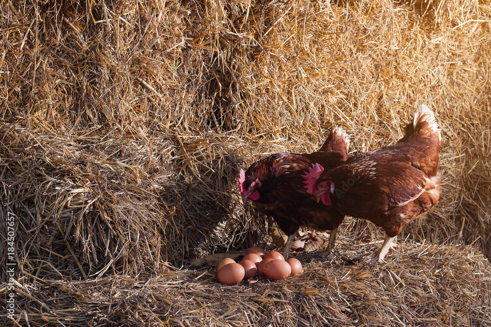 custom made wallpaper toronto digitalThe lifestyle of the farm in the countryside, hens are hatching eggs on a pile of straw in rural farms, fresh eggs from the farm in the countryside.
