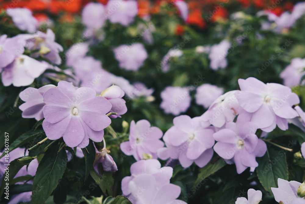 blooming flower in garden. flowerbed in park. blooming flower in garden. flowerbed in park.
