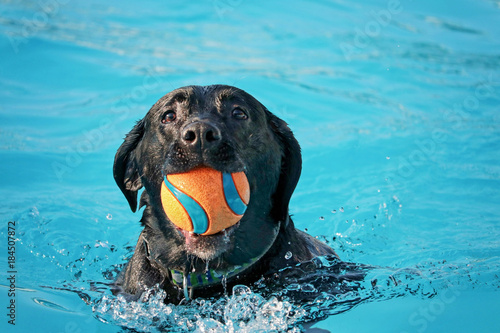 Fototapeta Naklejka Na Ścianę i Meble -  a cute dog playing at a public pool and having a good time during the summer vacation holiday