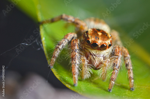 Spiders jumping orange in nature in macro view.