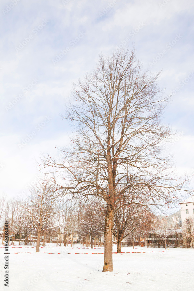 Dry trees in the snow in Fussen city of  German
