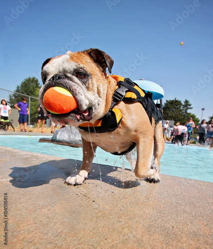 Fototapeta Naklejka Na Ścianę i Meble -  a cute dog playing at a public pool and having a good time during the summer vacation holiday