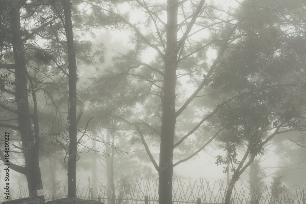fog and mist in pine tree forest. nature landscape fog and mist in pine tree forest. nature landscape