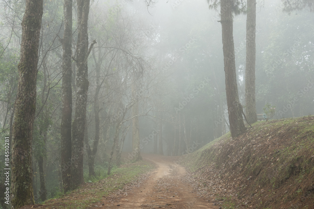 Fototapeta droga na wsi we mgle i mgle. krajobraz natura w zimny jesienny wieczór. Ścieżka ścieżka w tajemniczym lesie.