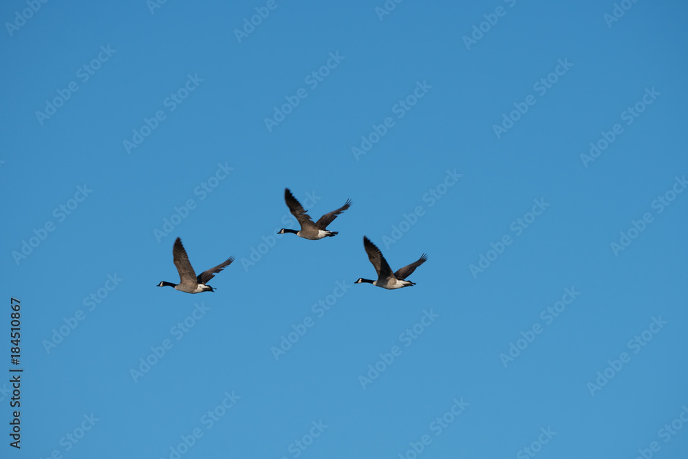 Three Canadian Geese Flying Against Blue Sky in Coromandel New Zealand Three Canadian Geese Flying Against Blue Sky in Coromandel New Zealand