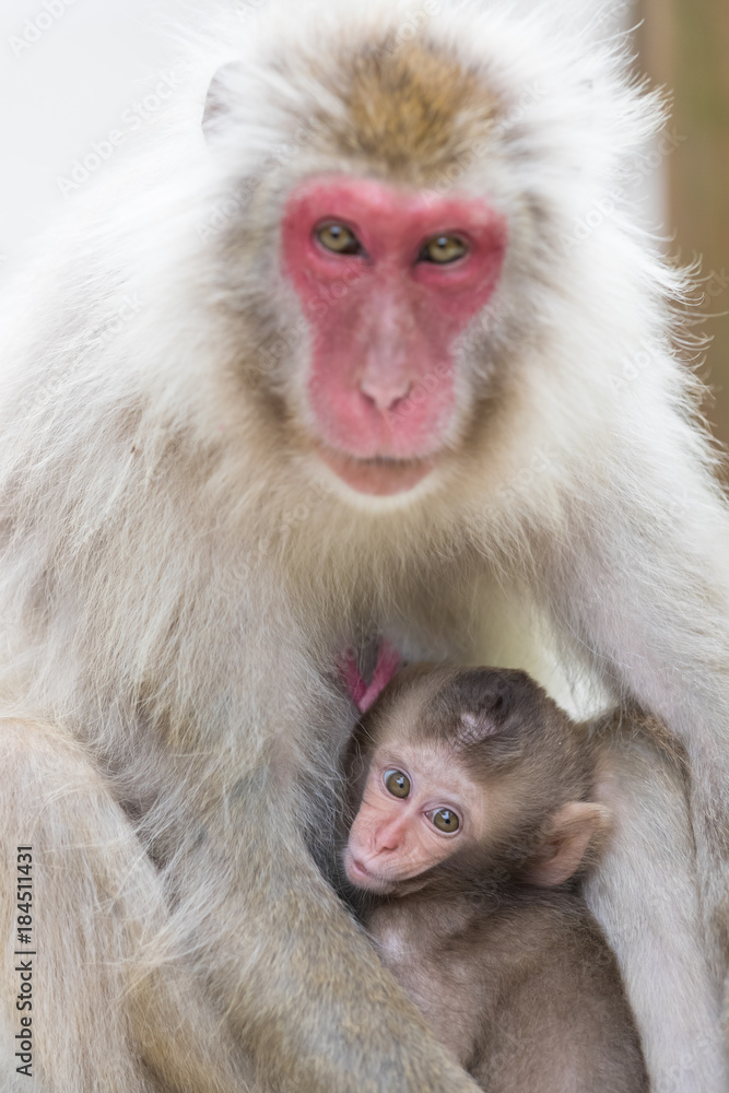 Naklejka premium Jigokudani Monkey Park , monkeys bathing in a natural hot spring at Nagano , Japan