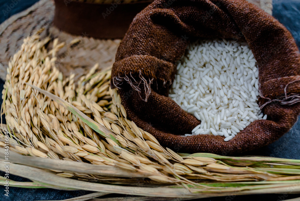 Obraz premium Thailand Rice on wooden table, rice in sackcloth and rice paddy on black wood,rice in sack,white rice in burlap sack with rice grain on the black wood