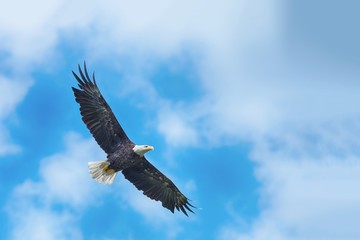 Wandcirkels Arend Witkopzeearend tijdens krachtige vlucht  © pitrs