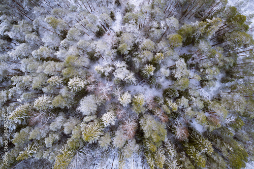 Aerial View of boreal forest at winter with fresh snow covering the trees and ground
