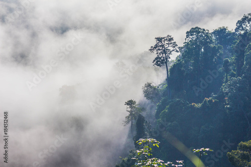 slow floating fog blowing cover on the top of mountain look like as a sea of mist. In the morning the cold weather is make floating fog on the mountain as a sea of mist photo