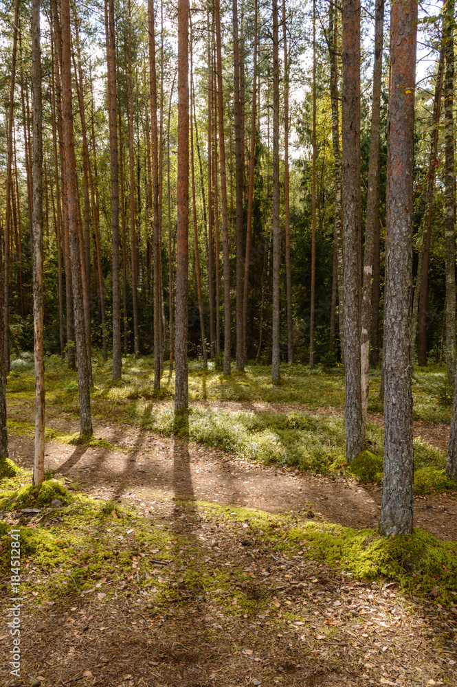 Fototapeta premium clear morning in the woods. spruce and pine tree forest with trunks in summer